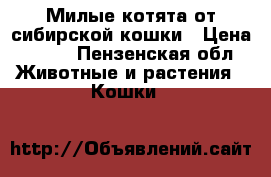 Милые котята от сибирской кошки › Цена ­ 100 - Пензенская обл. Животные и растения » Кошки   